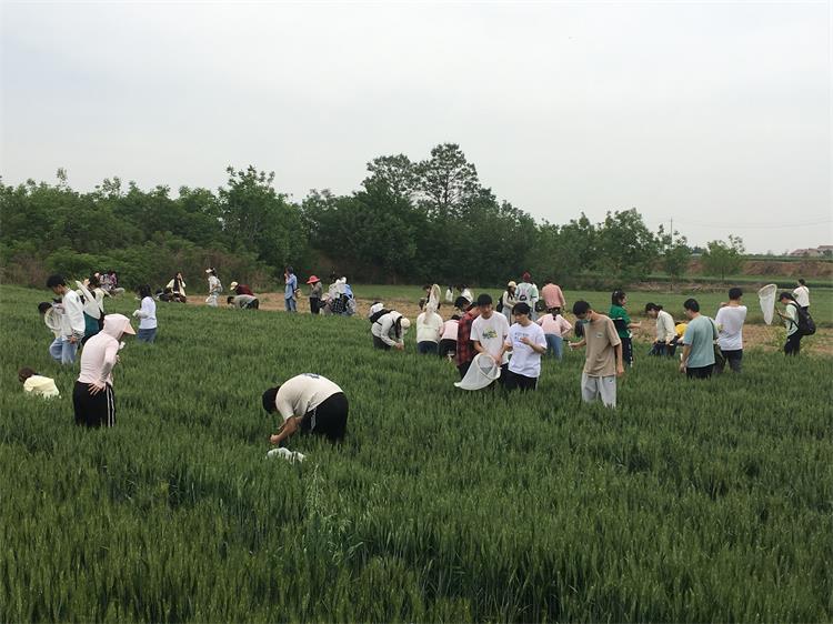 750-4. 在麦田进行害虫调查的植保师生们.jpg